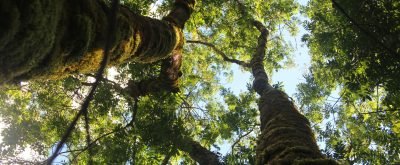 A low angle shot of high trees with green leaves under the clear sky