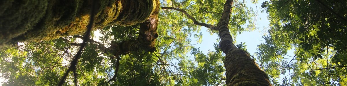 A low angle shot of high trees with green leaves under the clear sky
