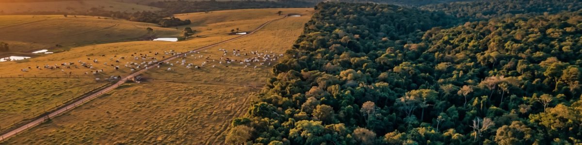 Excedente de reserva legal - como vender ou arrendar em MT